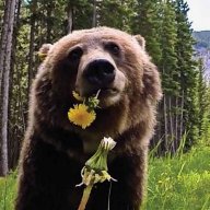 Ursus Arctos